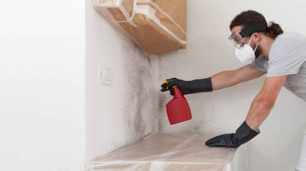 Professional Mold Removal technician working in Norwood, MA