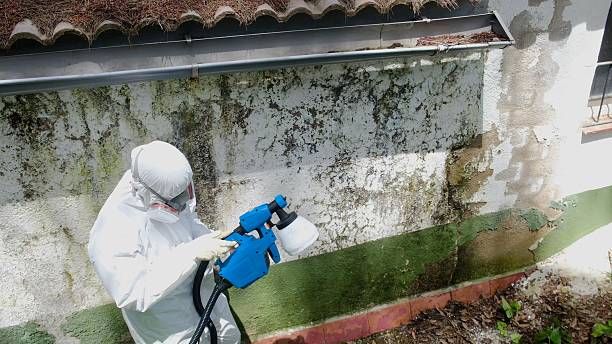 Trusted Basement Mold Remediation service in Norwood, MA - Cheap Mold Removal